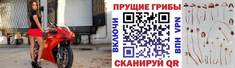 как найти наркотики  Донецк  MEGA ССЫЛКА  Псилоцибиновые грибы прущие грибы 